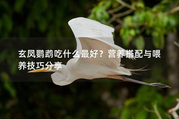 玄凤鹦鹉吃什么最好？营养搭配与喂养技巧分享