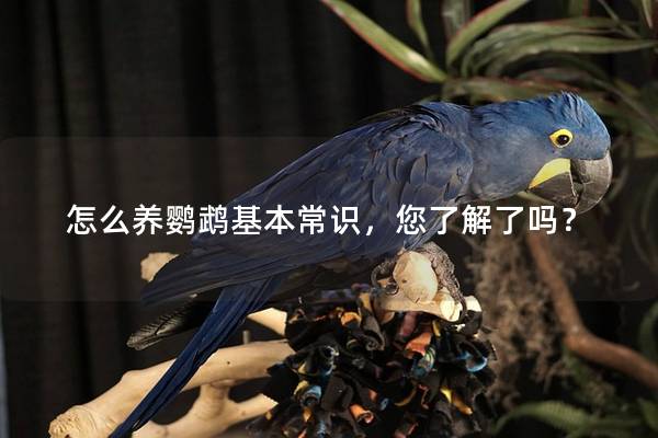 怎么养鹦鹉基本常识，您了解了吗？