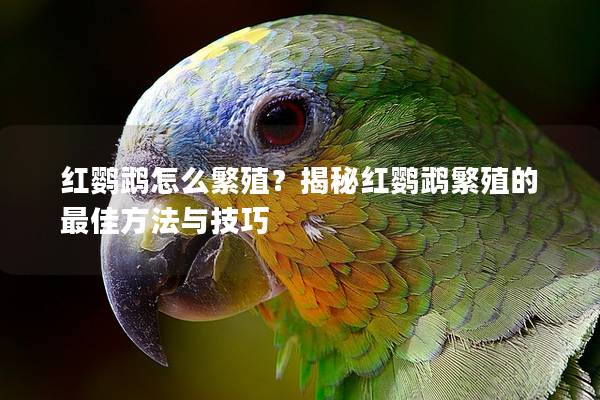 红鹦鹉怎么繁殖？揭秘红鹦鹉繁殖的最佳方法与技巧