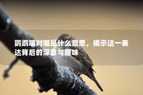 鹦鹉嘴对嘴是什么意思，揭示这一表达背后的深意与趣味