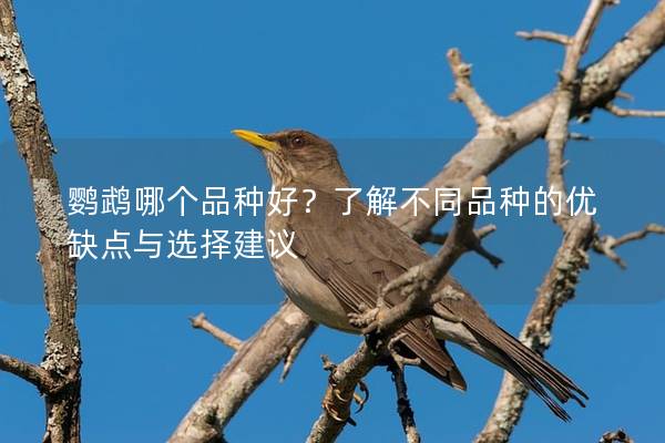 鹦鹉哪个品种好？了解不同品种的优缺点与选择建议