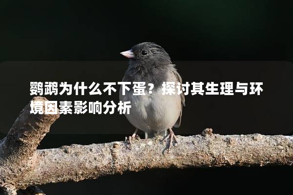 鹦鹉为什么不下蛋？探讨其生理与环境因素影响分析