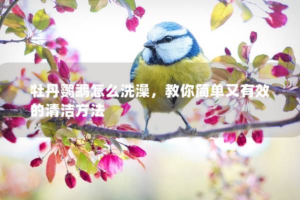 牡丹鹦鹉怎么洗澡，教你简单又有效的清洁方法
