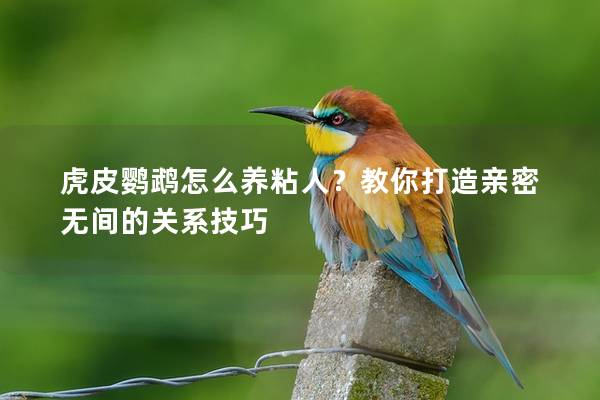虎皮鹦鹉怎么养粘人？教你打造亲密无间的关系技巧