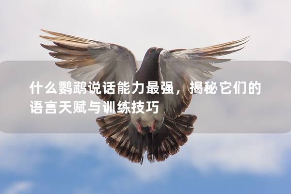 什么鹦鹉说话能力最强，揭秘它们的语言天赋与训练技巧