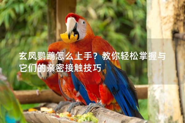 玄凤鹦鹉怎么上手？教你轻松掌握与它们的亲密接触技巧