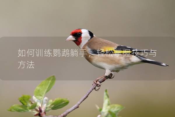 如何训练鹦鹉躺手，轻松掌握技巧与方法