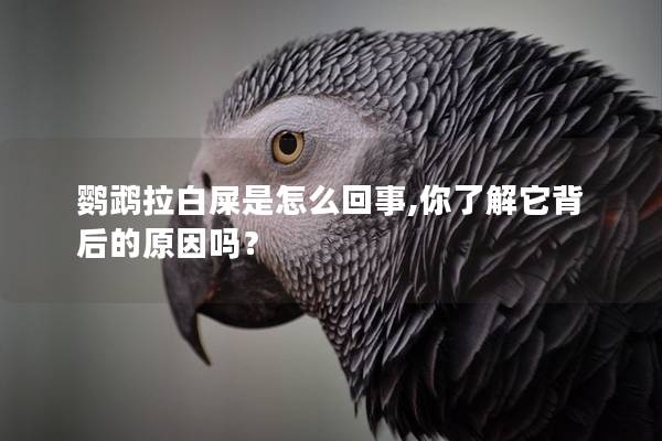 鹦鹉拉白屎是怎么回事,你了解它背后的原因吗？