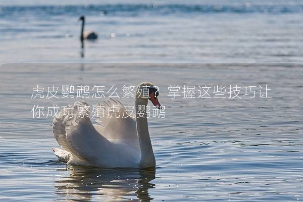 虎皮鹦鹉怎么繁殖？掌握这些技巧让你成功繁殖虎皮鹦鹉