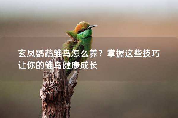 玄凤鹦鹉雏鸟怎么养？掌握这些技巧让你的雏鸟健康成长