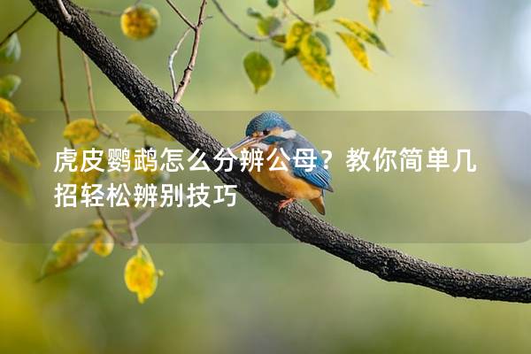 虎皮鹦鹉怎么分辨公母？教你简单几招轻松辨别技巧