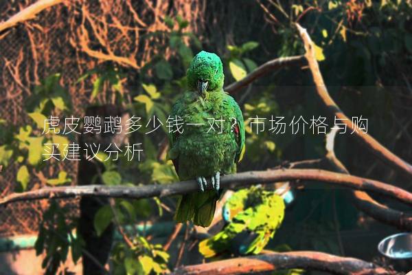虎皮鹦鹉多少钱一对？市场价格与购买建议分析