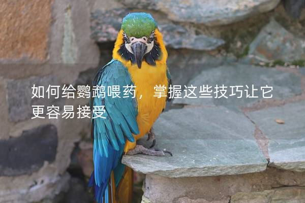 如何给鹦鹉喂药，掌握这些技巧让它更容易接受