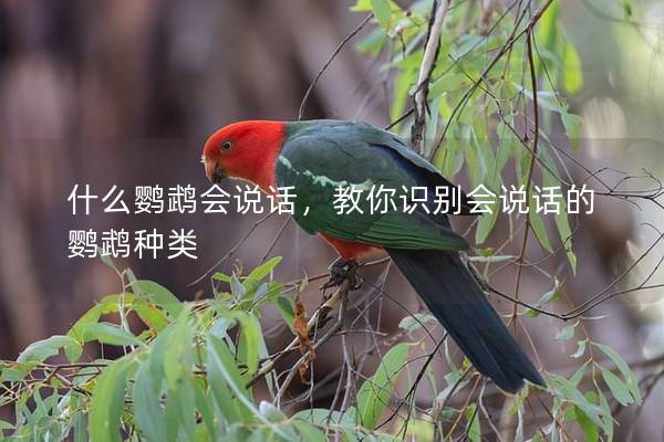 什么鹦鹉会说话，教你识别会说话的鹦鹉种类
