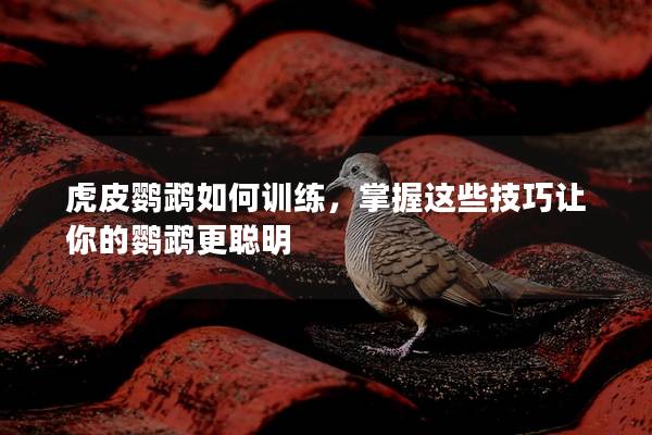 虎皮鹦鹉如何训练，掌握这些技巧让你的鹦鹉更聪明