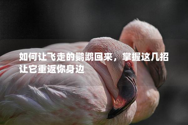 如何让飞走的鹦鹉回来，掌握这几招让它重返你身边