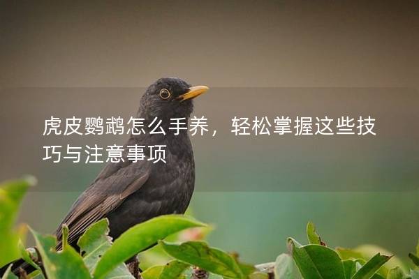 虎皮鹦鹉怎么手养，轻松掌握这些技巧与注意事项