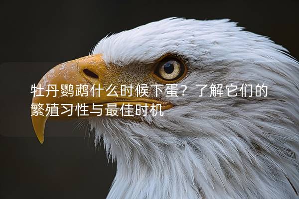 牡丹鹦鹉什么时候下蛋？了解它们的繁殖习性与最佳时机