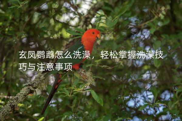 玄凤鹦鹉怎么洗澡，轻松掌握洗澡技巧与注意事项