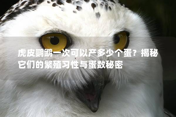 虎皮鹦鹉一次可以产多少个蛋？揭秘它们的繁殖习性与蛋数秘密