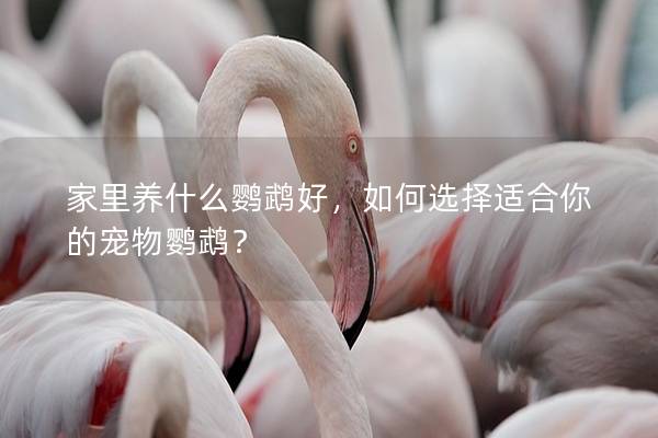 家里养什么鹦鹉好，如何选择适合你的宠物鹦鹉？