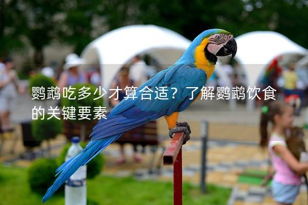 鹦鹉吃多少才算合适？了解鹦鹉饮食的关键要素