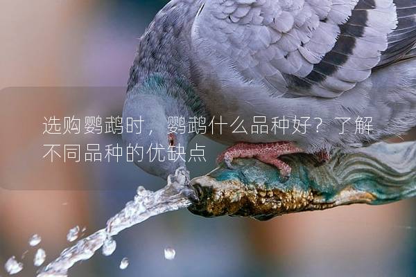 选购鹦鹉时，鹦鹉什么品种好？了解不同品种的优缺点