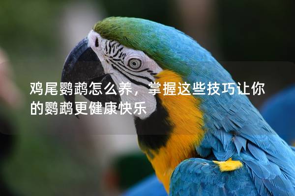 鸡尾鹦鹉怎么养，掌握这些技巧让你的鹦鹉更健康快乐