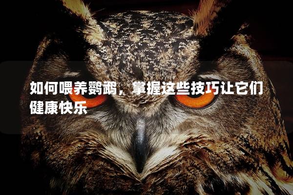 如何喂养鹦鹉，掌握这些技巧让它们健康快乐