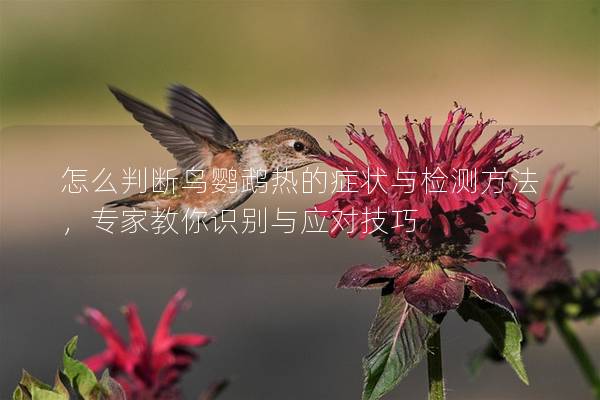 怎么判断鸟鹦鹉热的症状与检测方法，专家教你识别与应对技巧