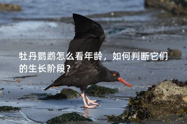 牡丹鹦鹉怎么看年龄，如何判断它们的生长阶段？