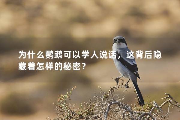 为什么鹦鹉可以学人说话，这背后隐藏着怎样的秘密？