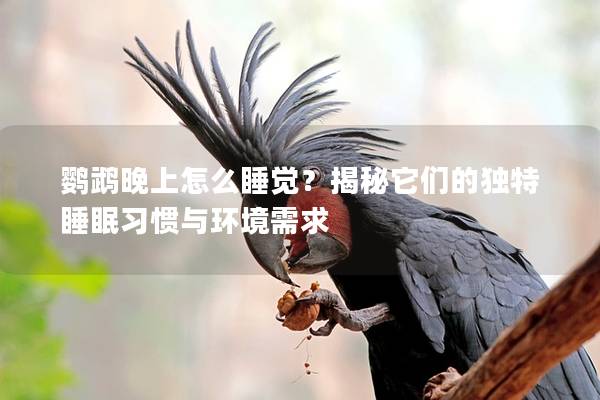 鹦鹉晚上怎么睡觉？揭秘它们的独特睡眠习惯与环境需求