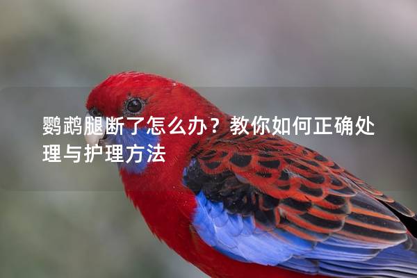 鹦鹉腿断了怎么办？教你如何正确处理与护理方法