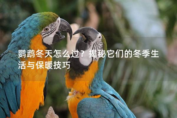 鹦鹉冬天怎么过？揭秘它们的冬季生活与保暖技巧