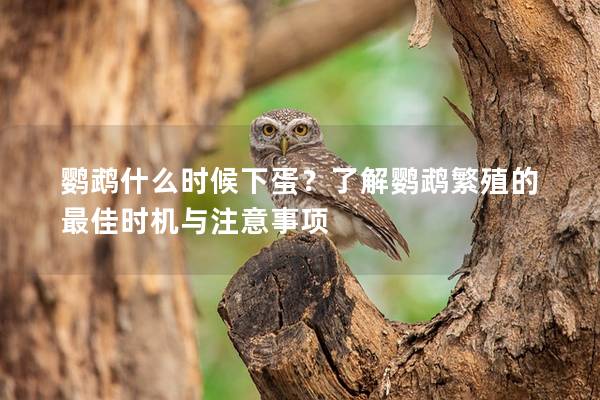 鹦鹉什么时候下蛋？了解鹦鹉繁殖的最佳时机与注意事项