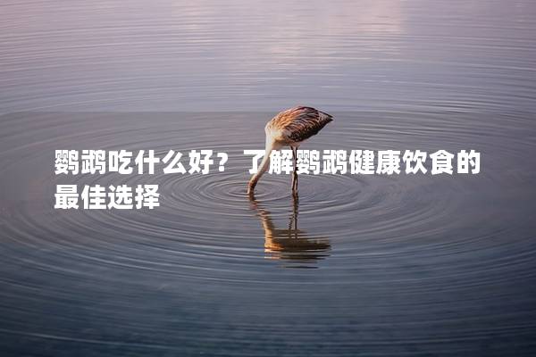 鹦鹉吃什么好？了解鹦鹉健康饮食的最佳选择