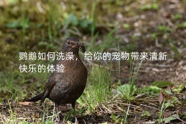 鹦鹉如何洗澡，给你的宠物带来清新快乐的体验