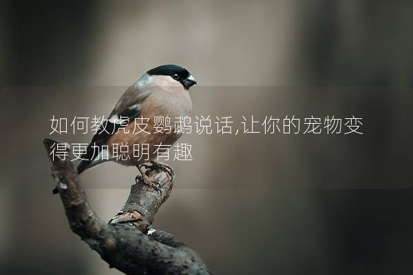 如何教虎皮鹦鹉说话,让你的宠物变得更加聪明有趣