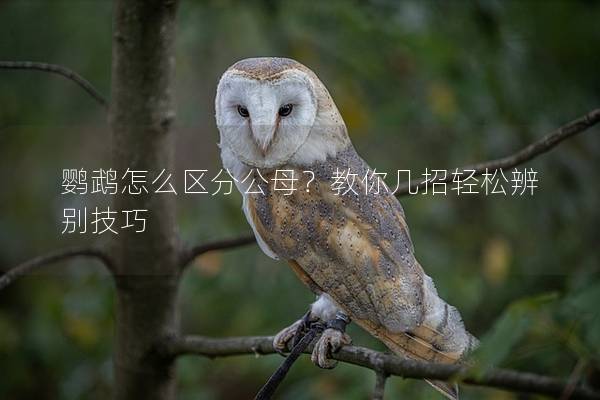 鹦鹉怎么区分公母？教你几招轻松辨别技巧