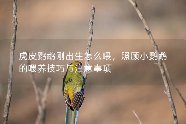 虎皮鹦鹉刚出生怎么喂，照顾小鹦鹉的喂养技巧与注意事项