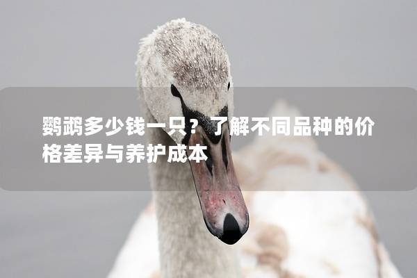 鹦鹉多少钱一只？了解不同品种的价格差异与养护成本