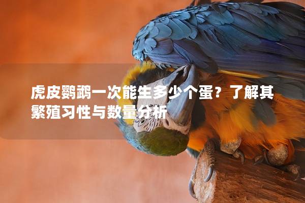 虎皮鹦鹉一次能生多少个蛋？了解其繁殖习性与数量分析