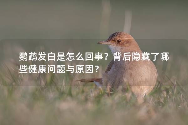 鹦鹉发白是怎么回事？背后隐藏了哪些健康问题与原因？