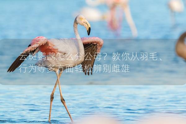云斑鹦鹉怎么分公母？教你从羽毛、行为等多方面轻松辨别雌雄