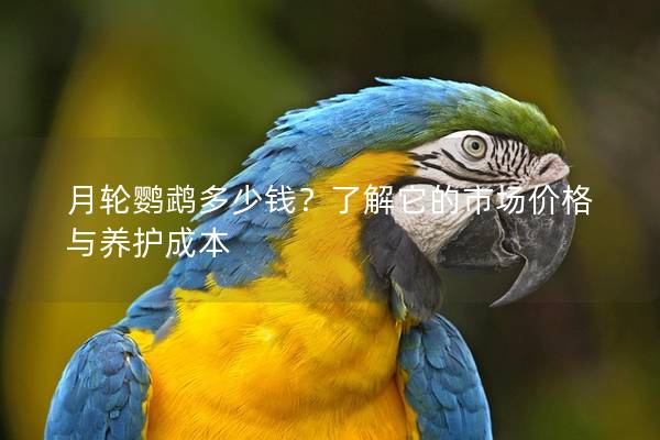 月轮鹦鹉多少钱？了解它的市场价格与养护成本