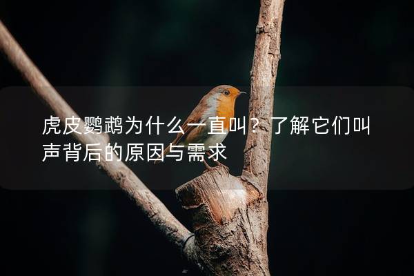 虎皮鹦鹉为什么一直叫？了解它们叫声背后的原因与需求