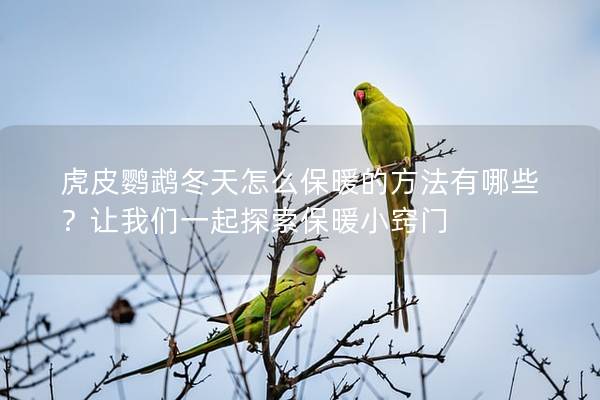虎皮鹦鹉冬天怎么保暖的方法有哪些？让我们一起探索保暖小窍门