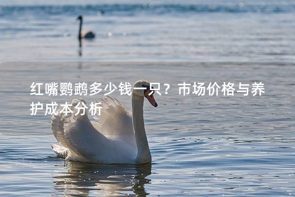 红嘴鹦鹉多少钱一只？市场价格与养护成本分析