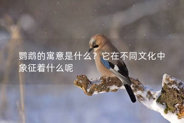 鹦鹉的寓意是什么？它在不同文化中象征着什么呢